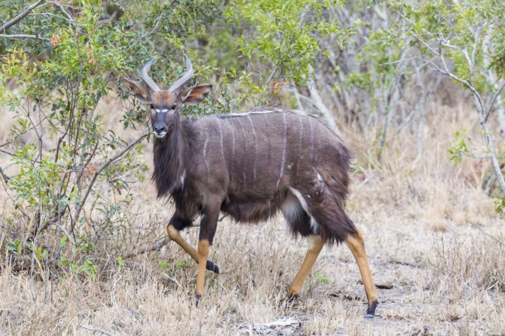 Africa, South Africa Greater kudu antelope